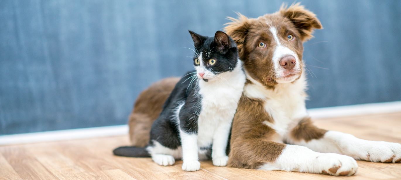 Smart Comfort & Clean Living for Your Pets